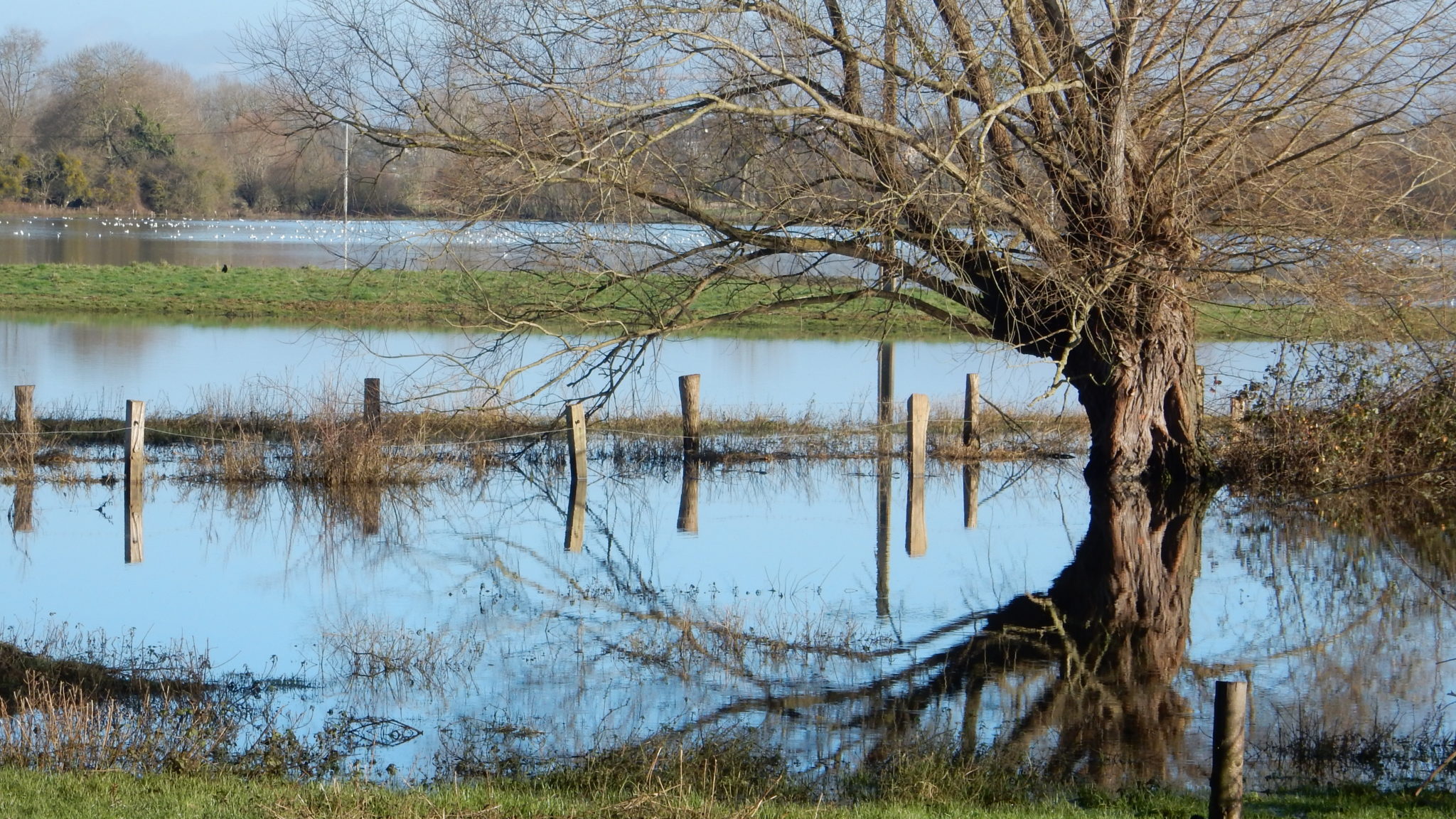 marais du mesnil en eau avec un arbre et des haies
