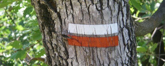 balisage grande randonnee sur un arbre