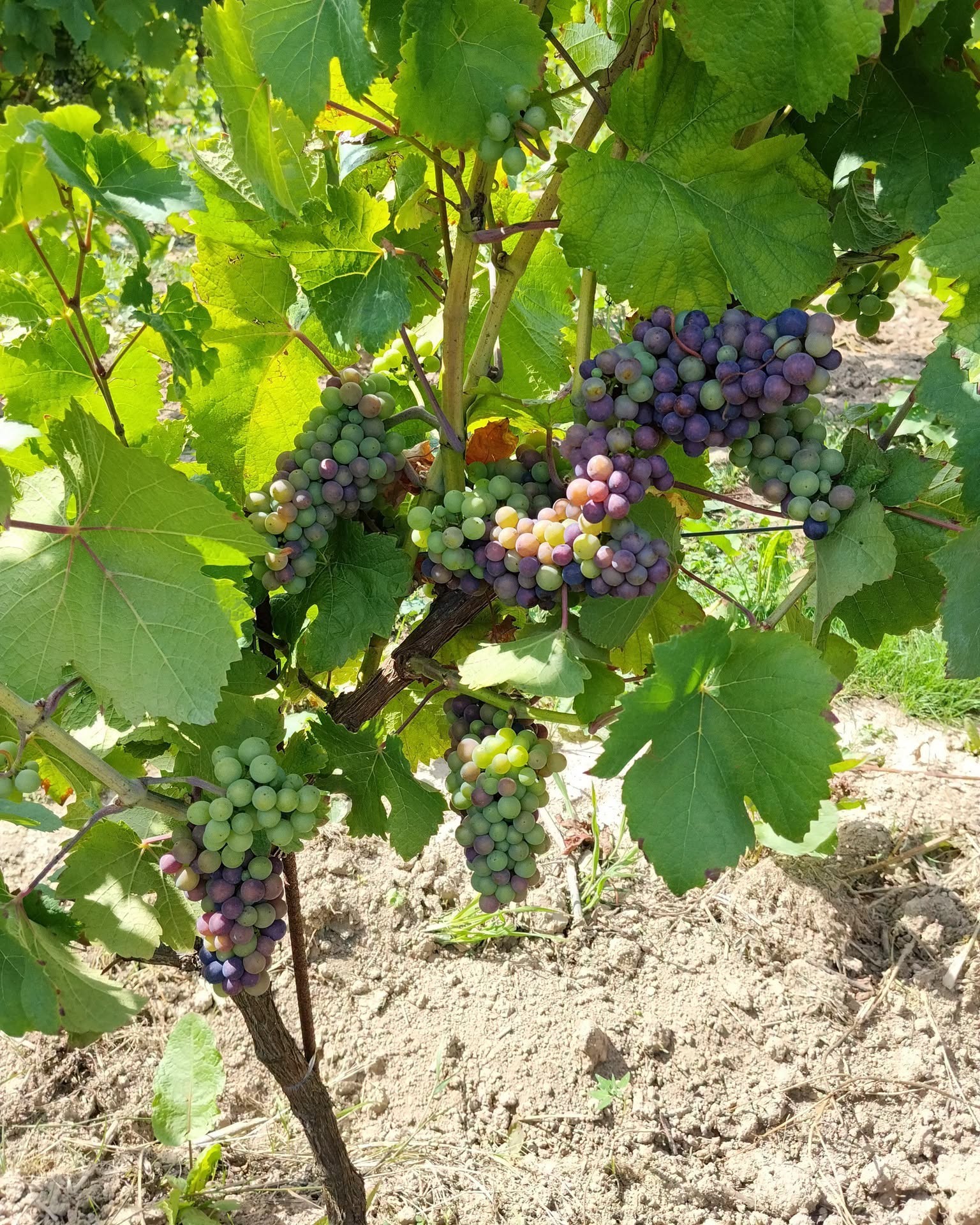 grappe de raisin