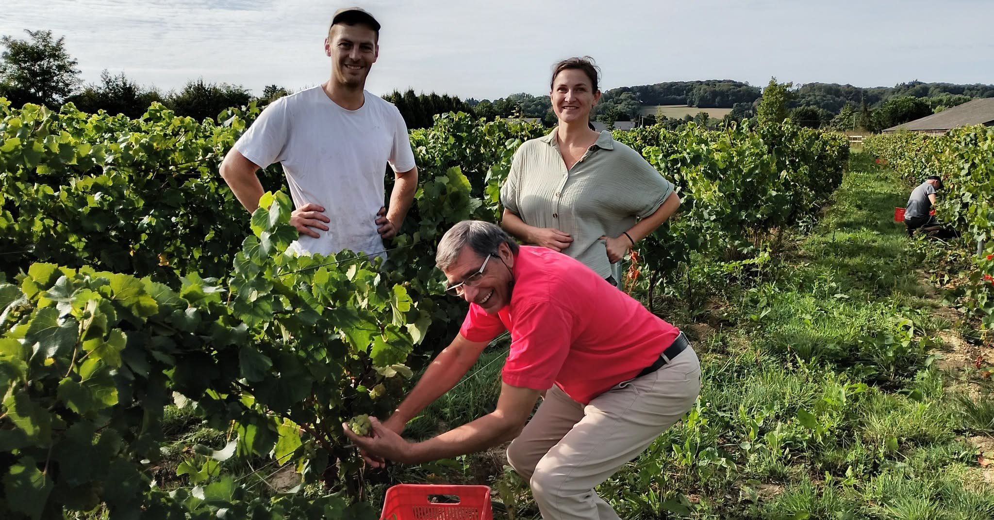mr thébault qui ramasse du raisin