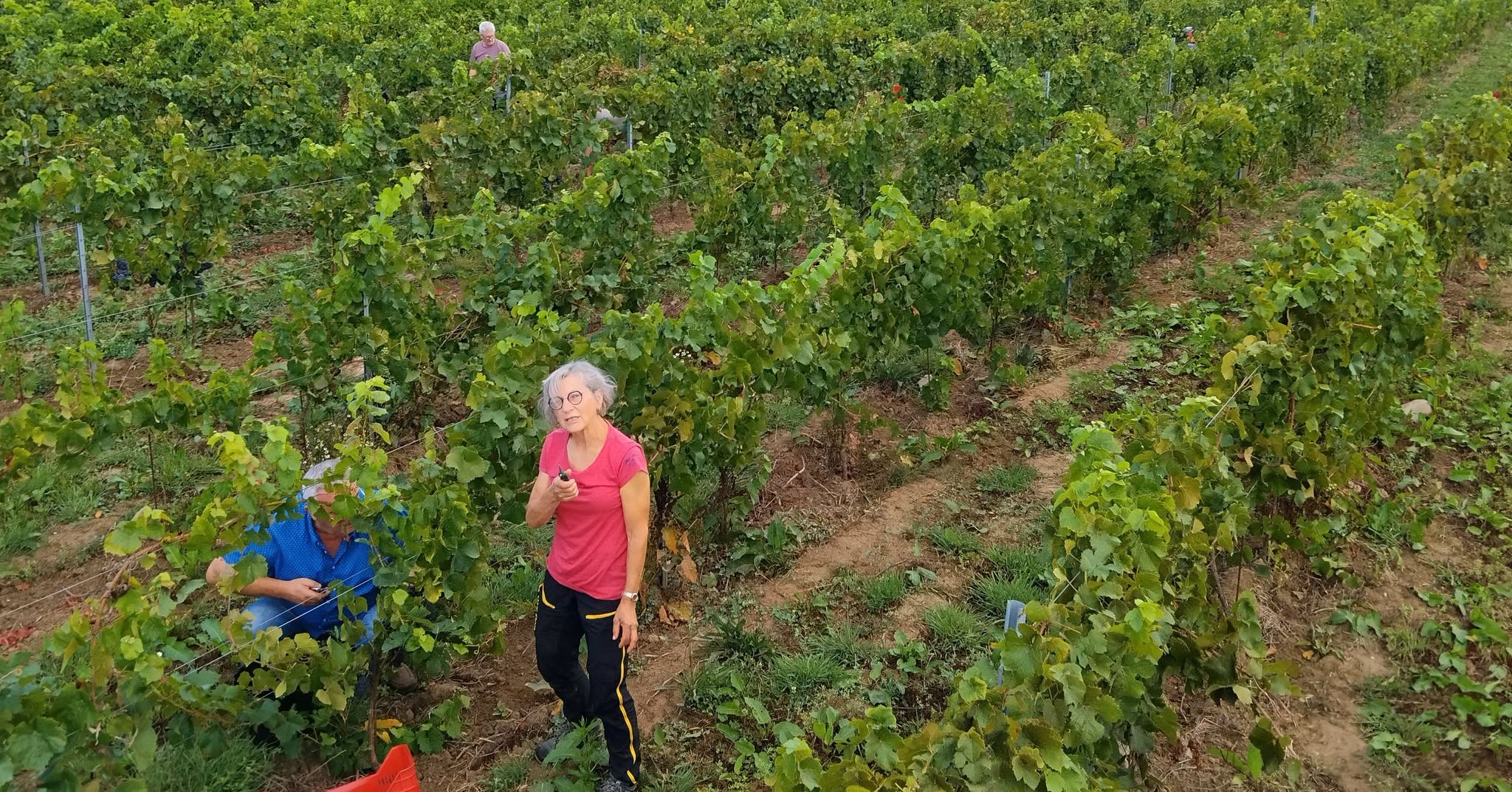 photo vu de haut bénévoles