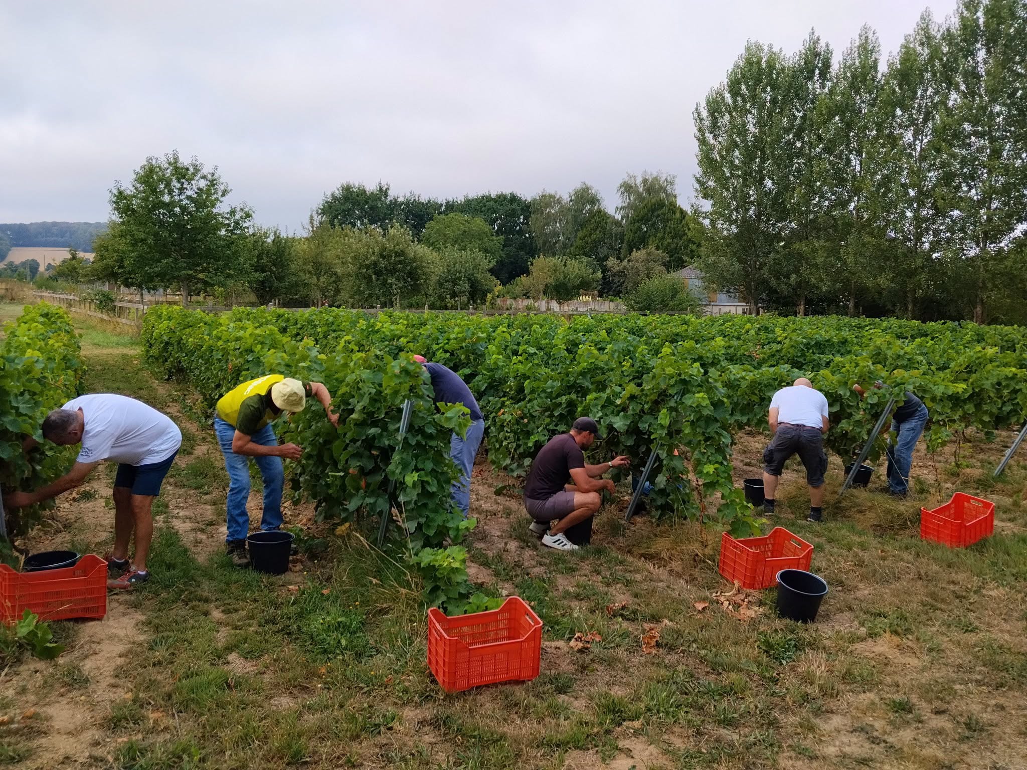 plusieurs bénévoles récoltent