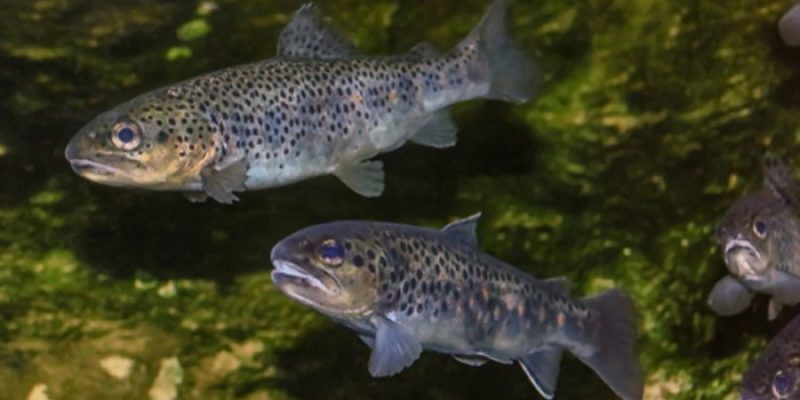 Salmo trutta fario, The River Trout or Brown Trout. Fishes photographed in an aquarium.; Shutterstock ID 1276743811; purchase_order: Le Chasseur Français; job: Digital
